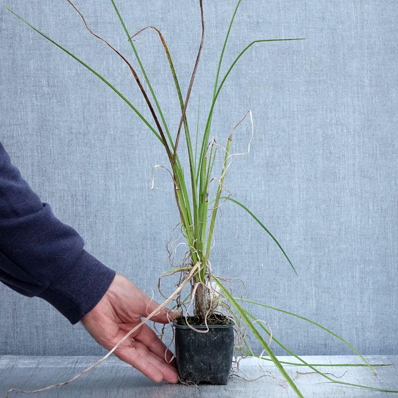 Ejemplar de Kniphofia Papaya Popsicle Maceta de 8/9 cm entregado en otoño