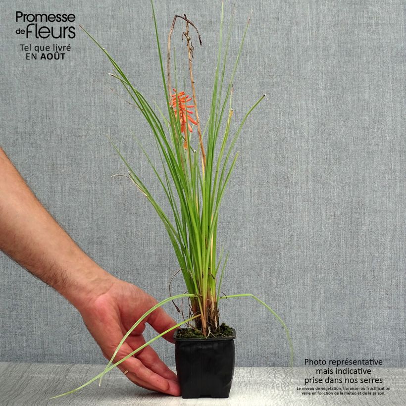 Ejemplar de Kniphofia Papaya Popsicle Maceta de 8/9 cm entregado en verano