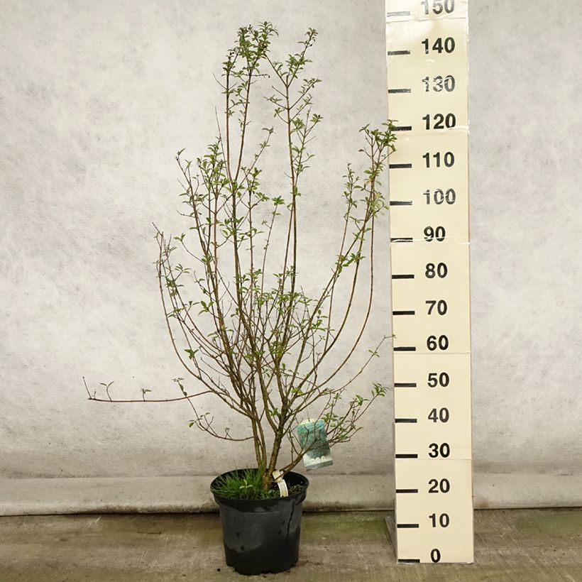 Ejemplar de Ligustrum vulgare Atrovirens - Aligustre común Maceta 7,5L/10LAltura de entrega aprox. 80/100cm entregado en verano