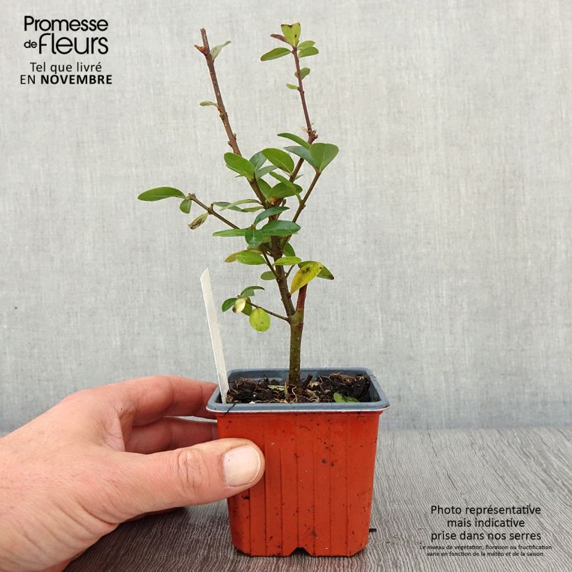 Ejemplar de Ligustrum vulgare Atrovirens - Aligustre común Maceta de 8/9 cm entregado en otoño