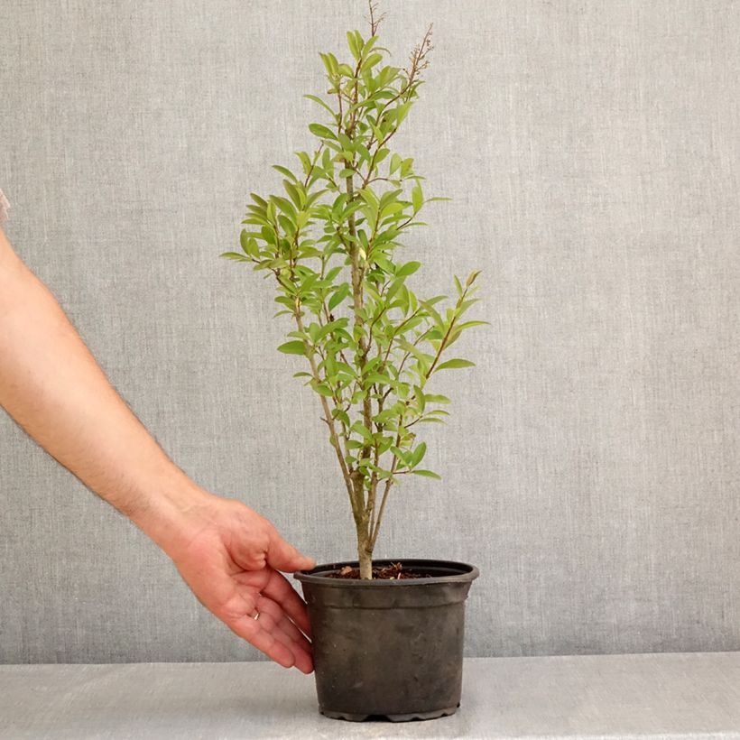 Ejemplar de Ligustrum vulgare Atrovirens - Aligustre común Maceta 2L/3L entregado en verano