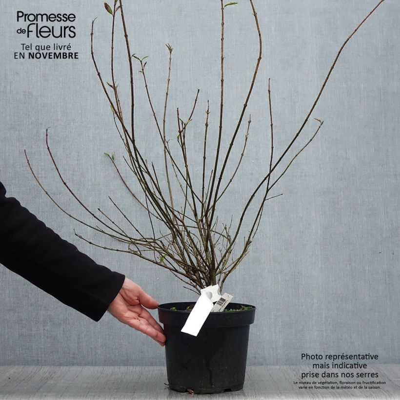 Ejemplar de Ligustrum vulgare Atrovirens - Aligustre común Maceta 4L/5L entregado en otoño