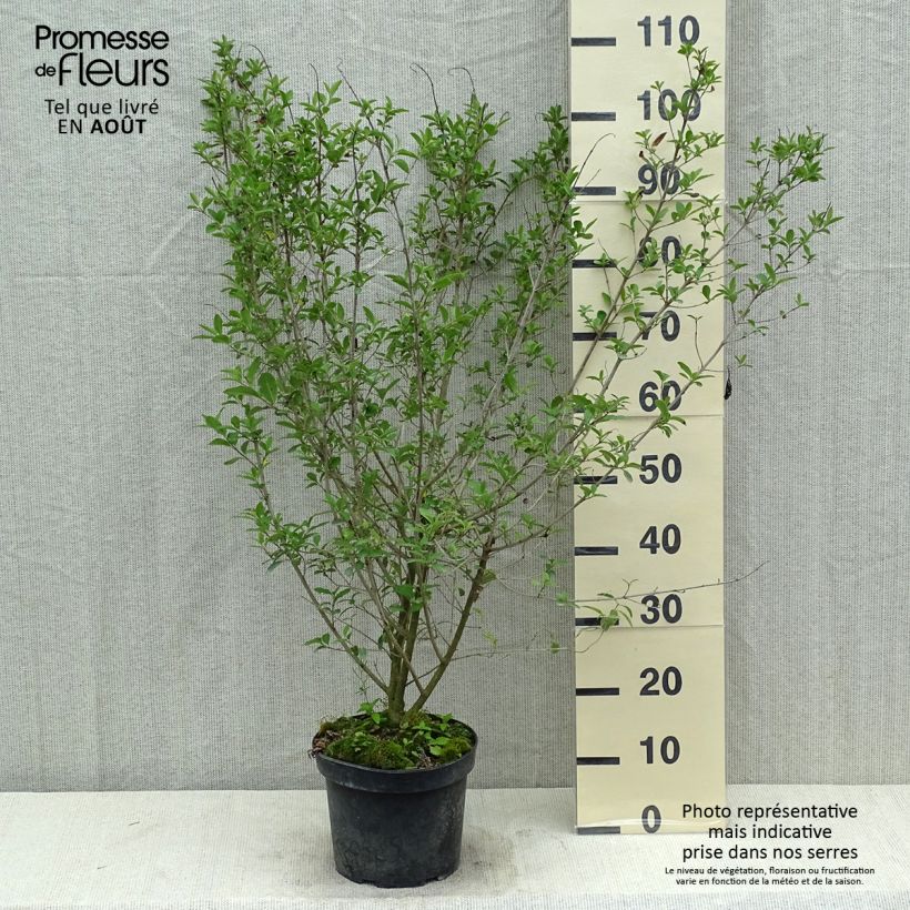 Ejemplar de Ligustrum vulgare Atrovirens - Aligustre común Maceta 4L/5LAltura de entrega aprox. 80+cm entregado en verano