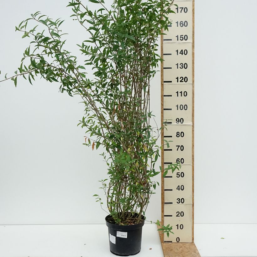 Ejemplar de Ligustrum vulgare Atrovirens - Aligustre común Maceta 12L/15L entregado en verano