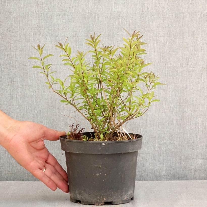 Ejemplar de Ligustrum vulgare Lodense - Aligustre común Maceta 3L/4L entregado en verano