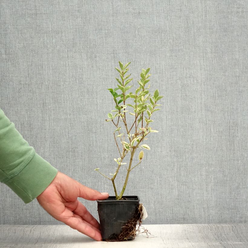 Ejemplar de Ligustrum ovalifolium Argenteum - Aligustre de California Maceta de 8/9 cm entregado en verano