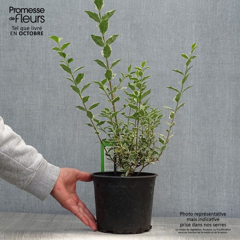 Ejemplar de Ligustrum ovalifolium Argenteum - Aligustre de California Maceta 2L/3L entregado en otoño