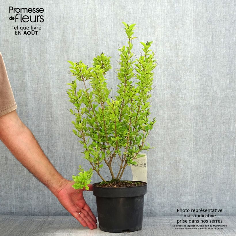 Ejemplar de Ligustrum ovalifolium Green Diamond - Aligustre de California Maceta 2L/3LAltura de entrega aprox. 40/50cm entregado en verano