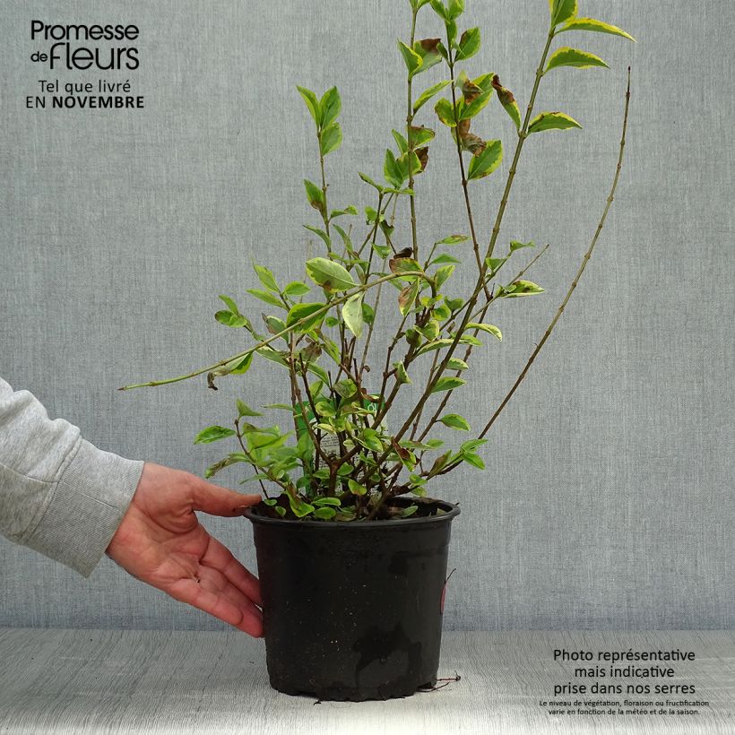 Ejemplar de Ligustrum ovalifolium Aureum - Aligustre de California Maceta 2L/3L entregado en otoño