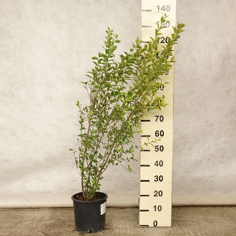 Ejemplar de Ligustrum ovalifolium Aureum - Aligustre de California Maceta 7,5L/10LAltura de entrega aprox. 80+cm entregado en verano