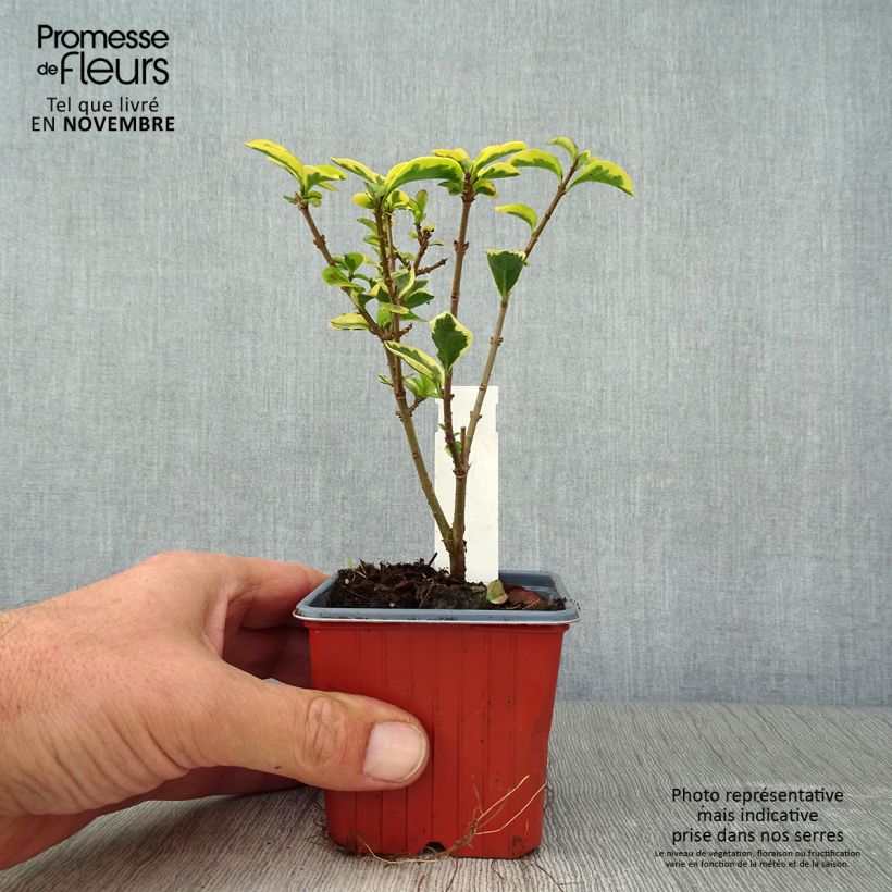 Ejemplar de Ligustrum ovalifolium Aureum - Aligustre de California Maceta de 8/9 cm entregado en otoño