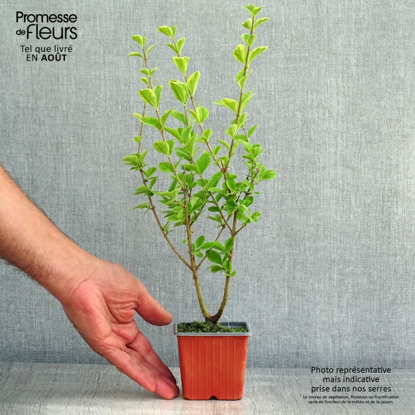 Ejemplar de Ligustrum ovalifolium Aureum - Aligustre de California Maceta de 8/9 cmAltura de entrega aprox. 10/15cm entregado en verano