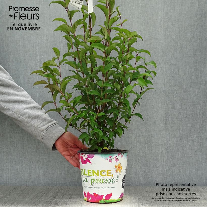 Ejemplar de Aligustre del Japon - Ligustrum japonicum Maceta 1,5L/2L entregado en otoño