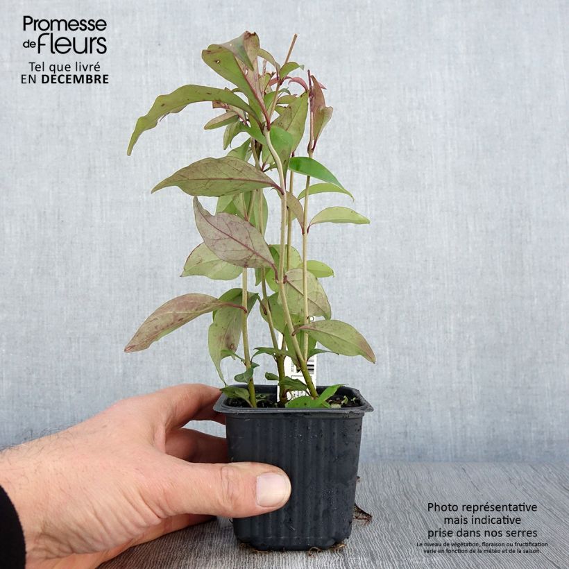 Ejemplar de Aligustre del Japon - Ligustrum japonicum Maceta de 8/9 cm entregado en otoño