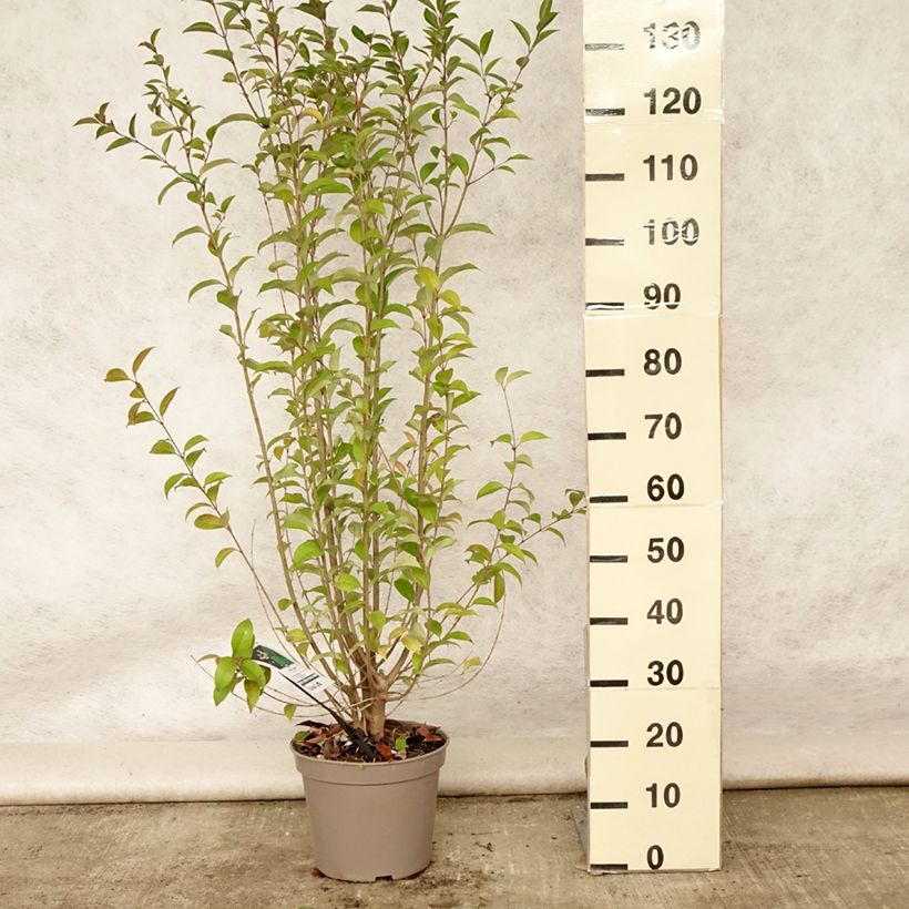 Ejemplar de Aligustre del Japon - Ligustrum japonicum Maceta 7,5L/10LAltura de entrega aprox. 125+cm entregado en verano