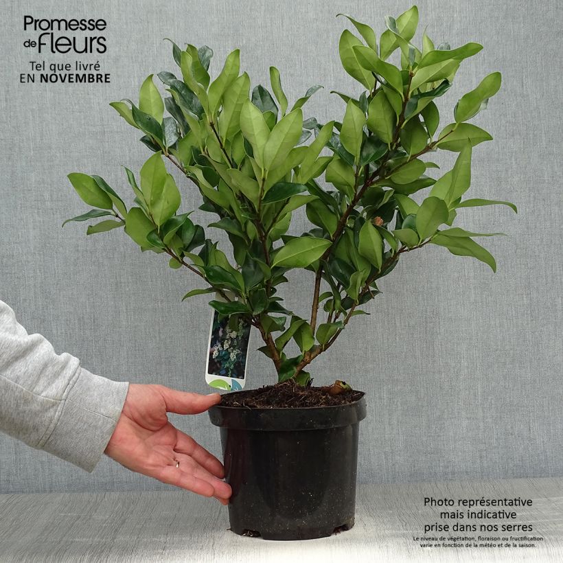 Ejemplar de Aligustre del Japón Texanum - Ligustrum japonicum Maceta 2L/3L entregado en otoño