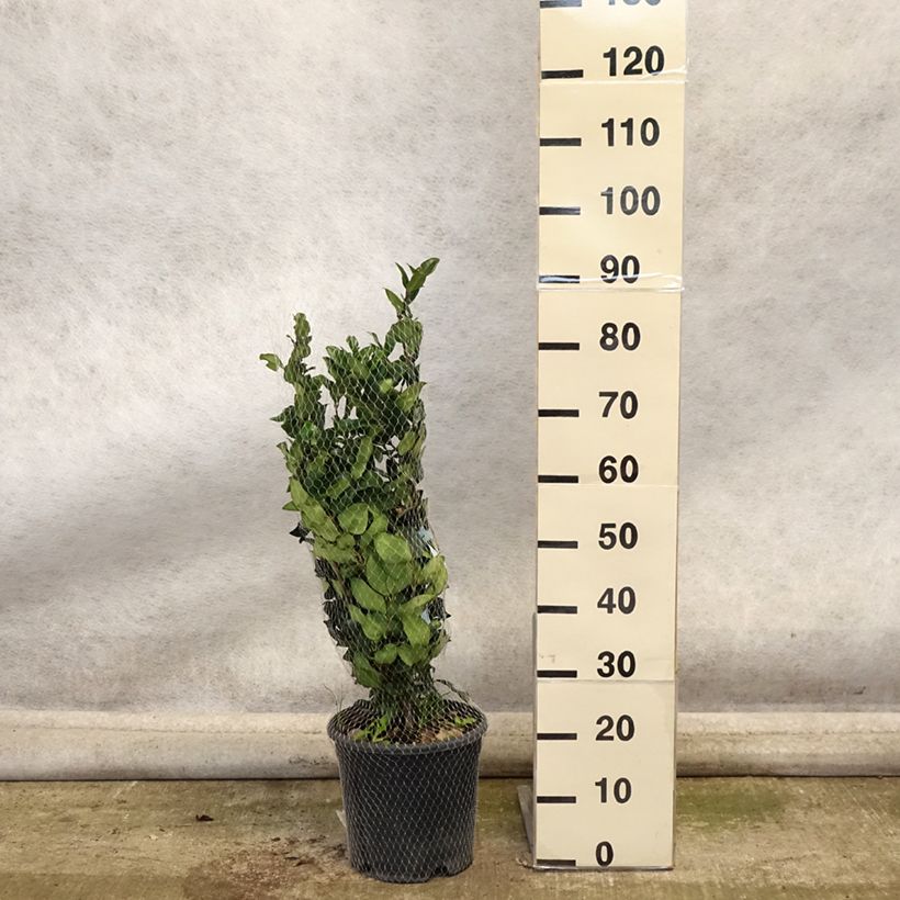 Ejemplar de Aligustre del Japón Texanum - Ligustrum japonicum Maceta 7,5L/10L entregado en otoño