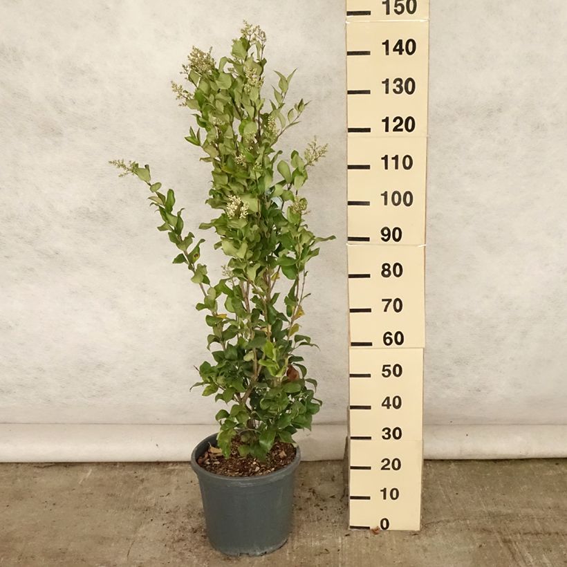 Ejemplar de Aligustre del Japón Texanum - Ligustrum japonicum Maceta 7,5L/10LAltura de entrega aprox. 80/+cm entregado en verano