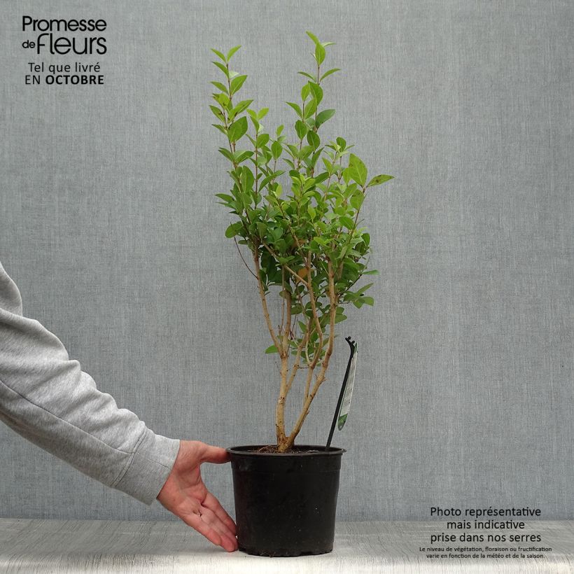 Ejemplar de Ligustrum ovalifolium - Aligustre de California Maceta 2L/3L entregado en otoño