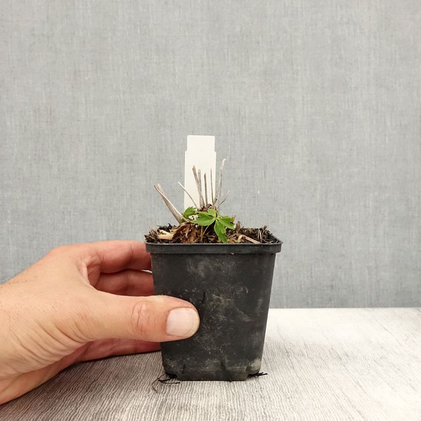 Ejemplar de Trollius Lemon Queen - Calderones Maceta de 8/9 cm entregado en otoño