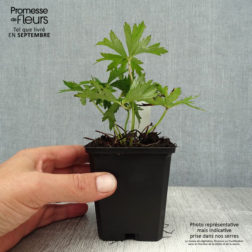 Ejemplar de Trollius Lemon Queen - Calderones Maceta de 8/9 cm entregado en verano