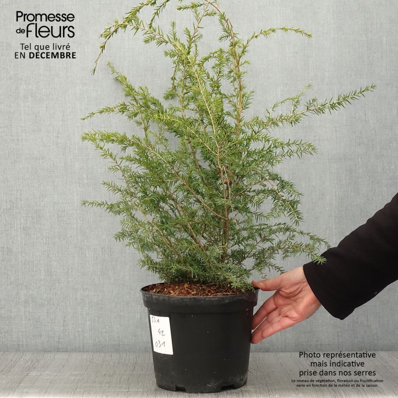 Ejemplar de Tsuga canadensis - Falso abeto del Canadá Maceta 3L/4L entregado en otoño