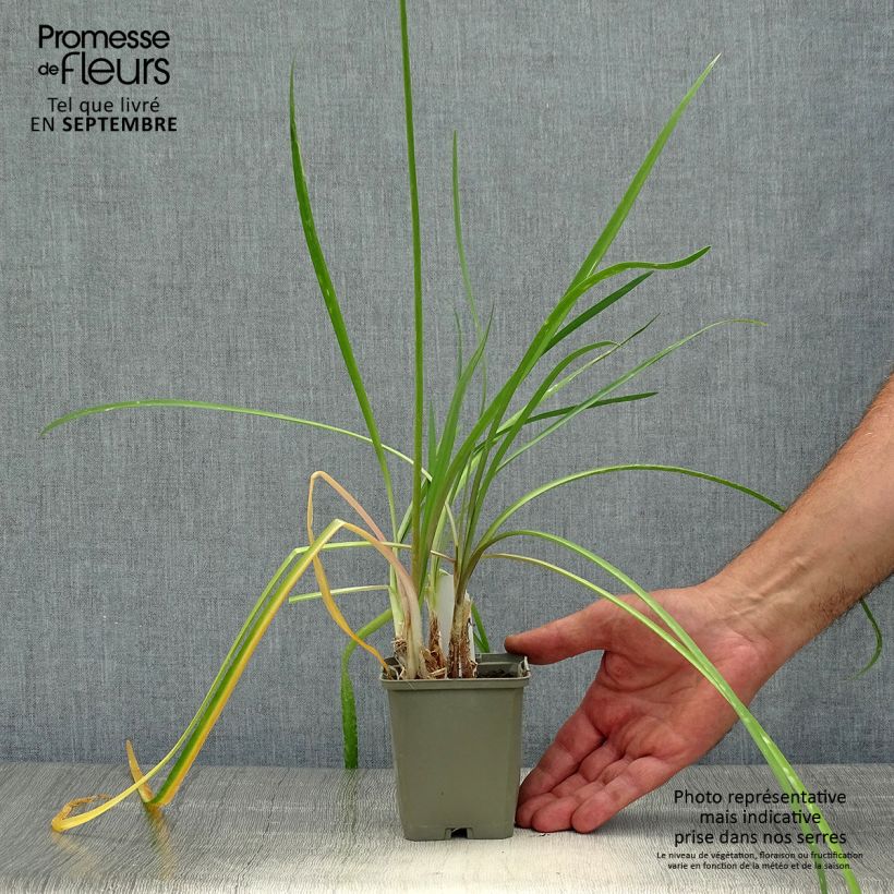 Ejemplar de Tulbaghia cominsii Violacea - Ajo social Maceta de 8/9 cm entregado en otoño