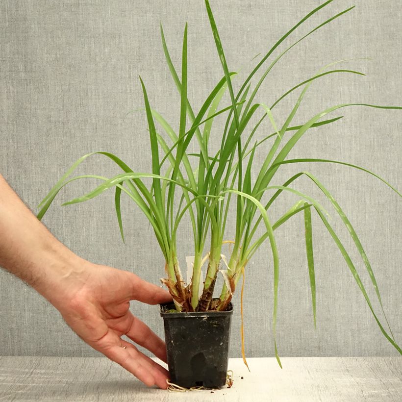 Ejemplar de Tulbaghia cominsii Violacea - Ajo social Maceta de 8/9 cm entregado en verano