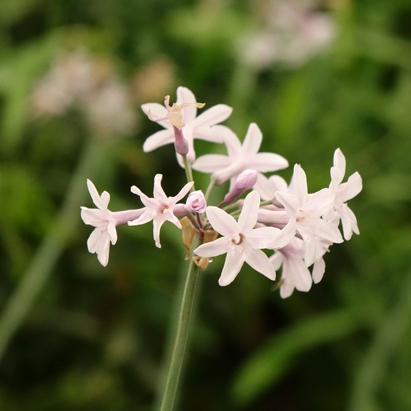 Tulbaghia Fairy Star - Ajo social (Floración)