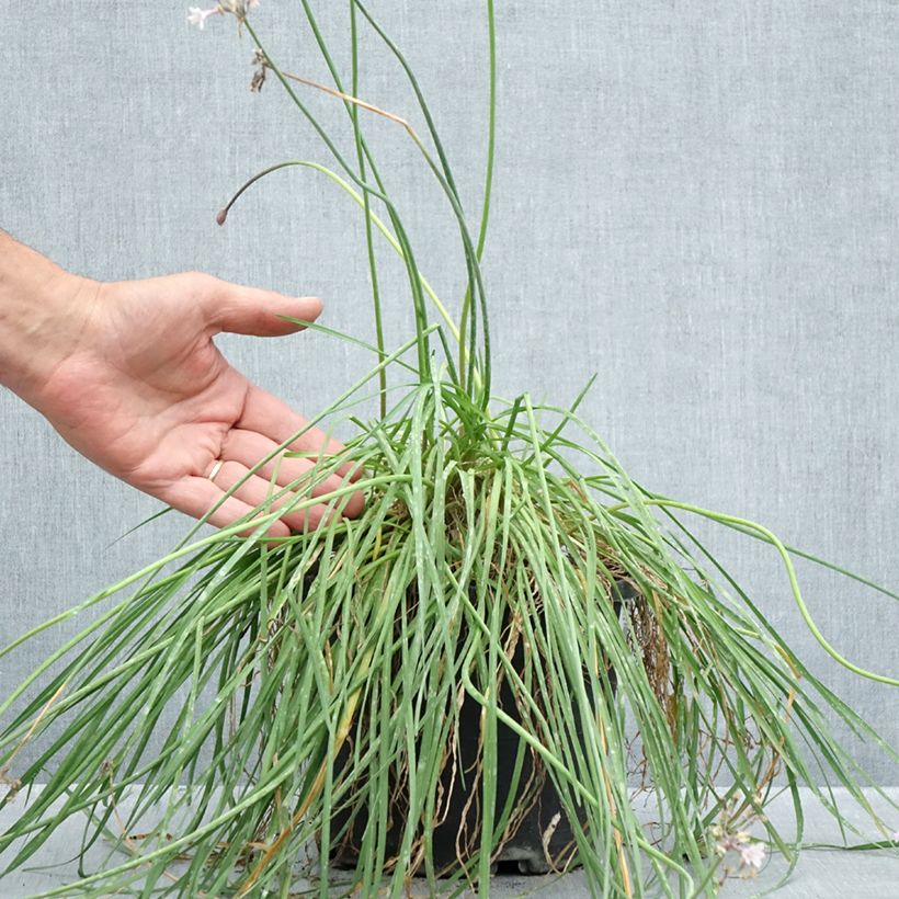 Ejemplar de Tulbaghia Fairy Star - Tulbaghie Maceta 3L/4L entregado en verano