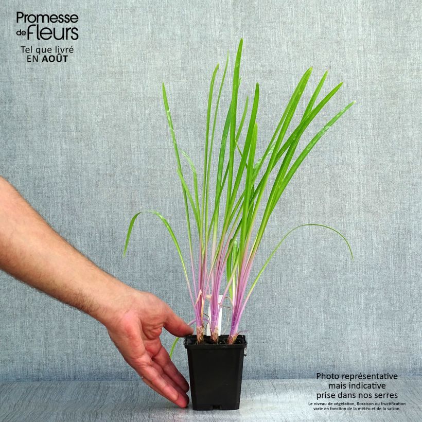 Ejemplar de Tulbaghia violacea Flamingo - Ajo social Maceta de 8/9 cm entregado en verano