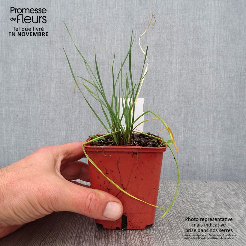 Ejemplar de Tulbaghia violacea Purple Eye - Ajo social Maceta de 8/9 cm entregado en otoño