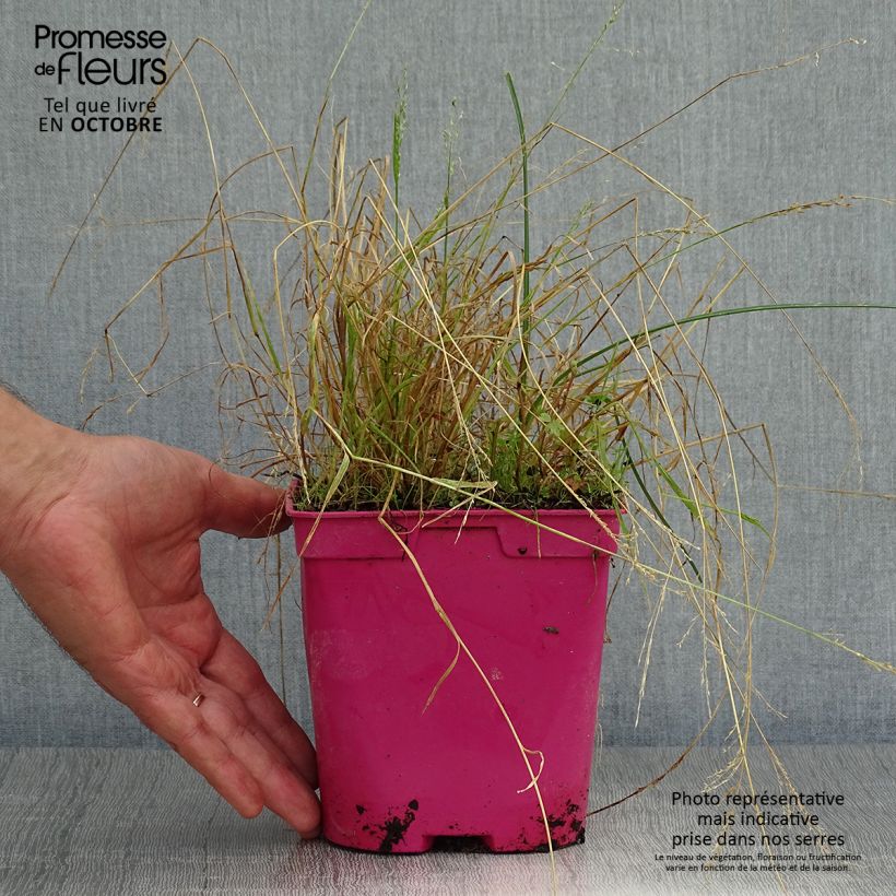 Ejemplar de Tulbaghia violacea Ashanti - Ajo social Maceta 2L/3L entregado en otoño