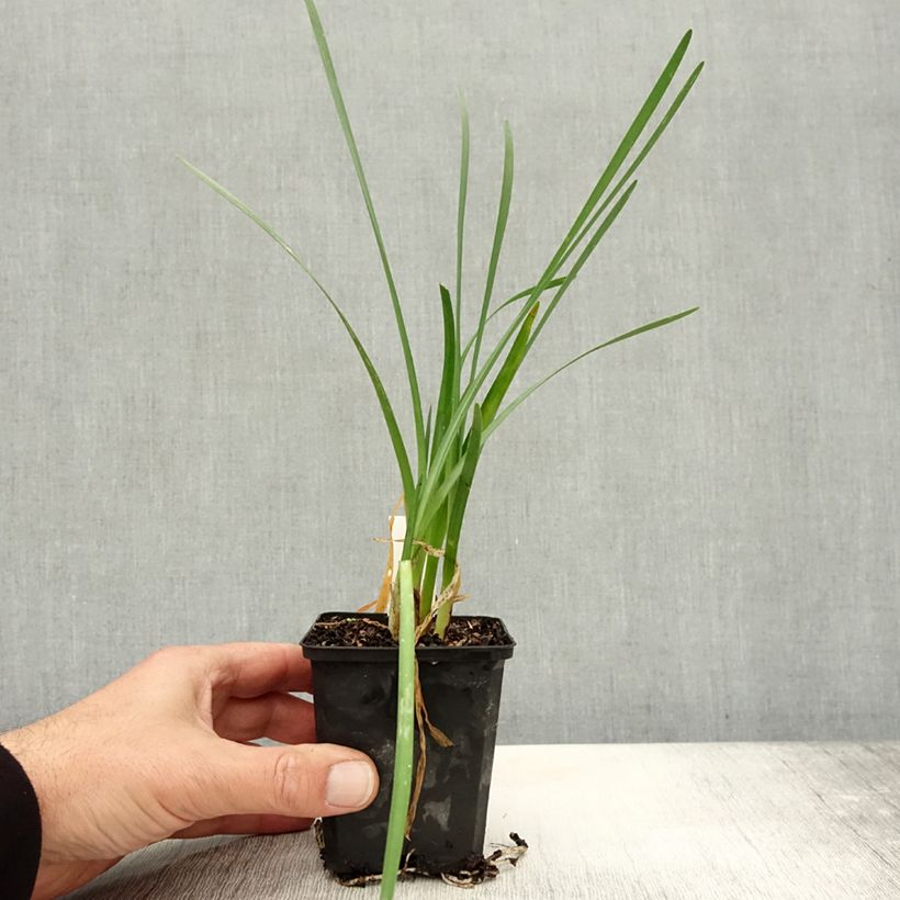 Ejemplar de Tulbaghia violacea Pearl - Ajo social Maceta de 8/9 cm entregado en otoño