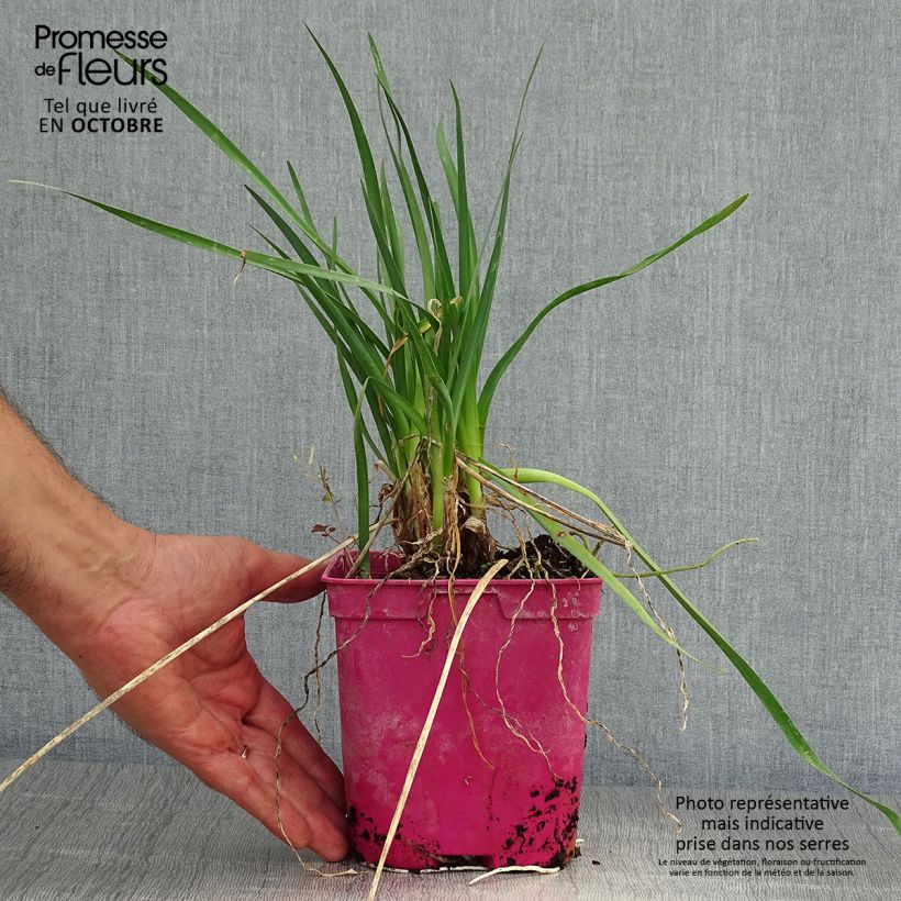 Ejemplar de Tulbaghia violacea Pearl - Ajo social Maceta 2L/3L entregado en otoño