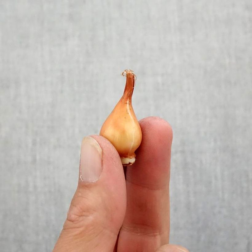 Ejemplar de Tulipa clusiana Cynthia Bulbo calibre 5+ entregado en otoño