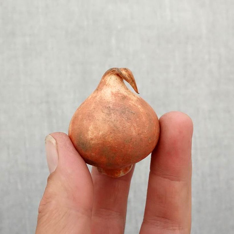 Ejemplar de Tulipán Kaufmanniana Johann Strauss Bulbo calibre 11+ entregado en otoño
