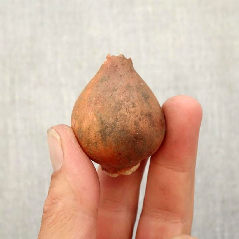 Ejemplar de Tulipán Kaufmanniana Showwinner Bulbo calibre 12+ entregado en otoño