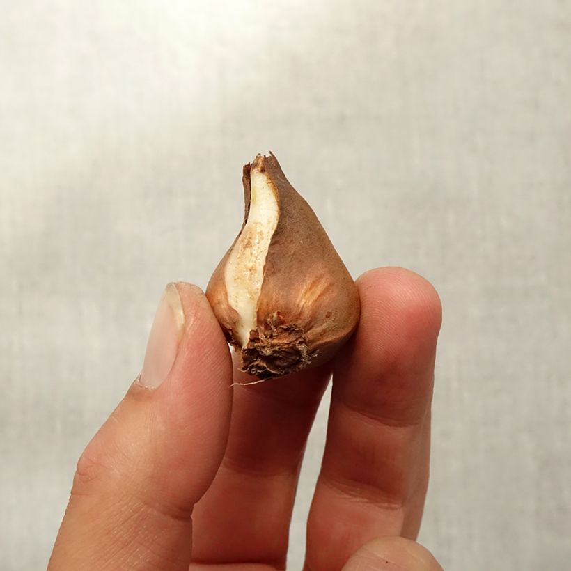 Ejemplar de Tulipa schrenkii - Tulipan botánico Bulbo calibre 8+ entregado en otoño