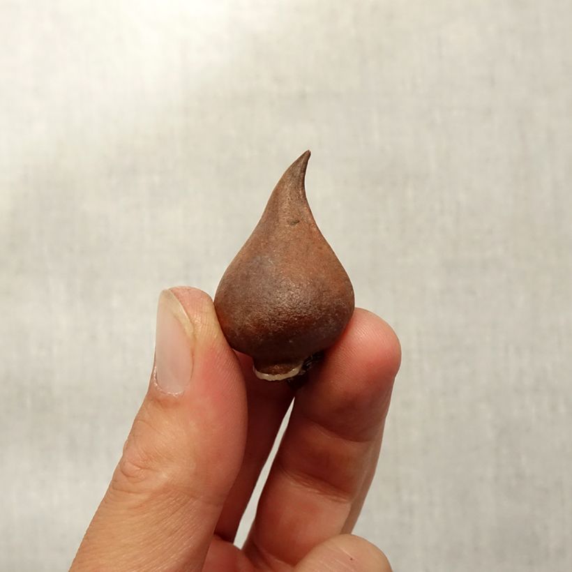Ejemplar de Tulipa sprengeri - Tulipan botánico Bulbo calibre 8+ entregado en otoño
