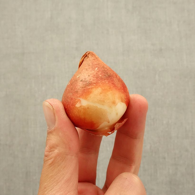 Ejemplar de Tulipán doble de flor temprana Nachwacht Bulbo calibre 11 entregado en otoño