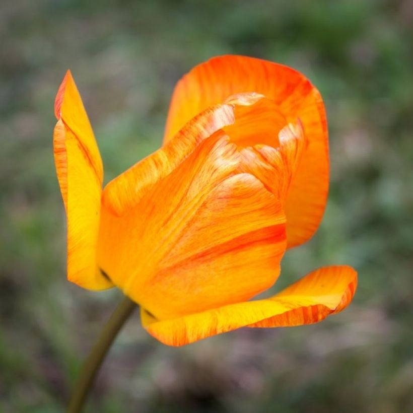 Tulipán simple de flor temprana Generaal De Wet (Floración)