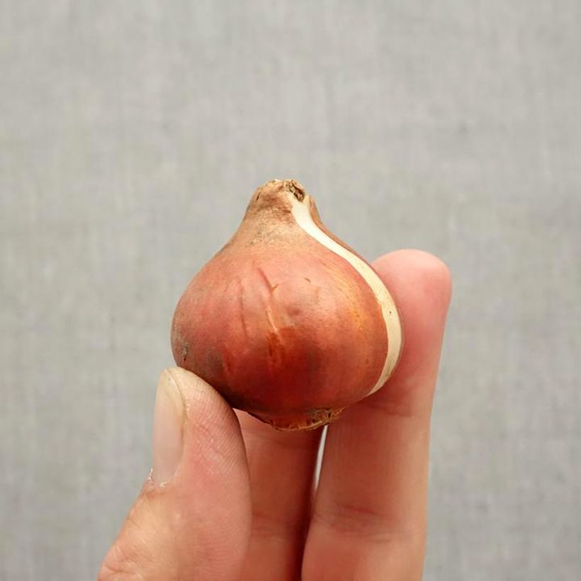Ejemplar de Tulipán Triunfo Carola Bulbo calibre 11+ entregado en otoño