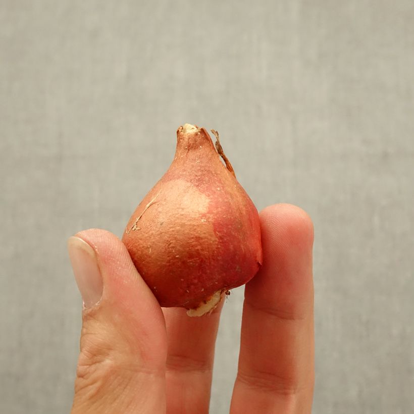 Ejemplar de Tulipán Triunfo Chansonnette Bulbo calibre 11 entregado en otoño