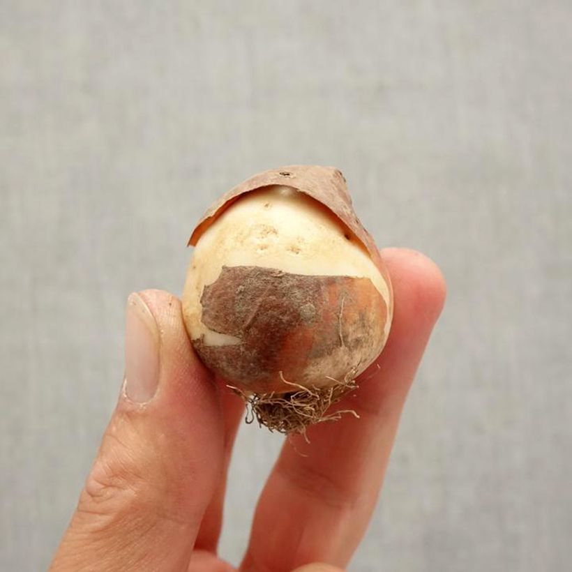 Ejemplar de Tulipán Triunfo Gavota Bulbo calibre 12+ entregado en otoño
