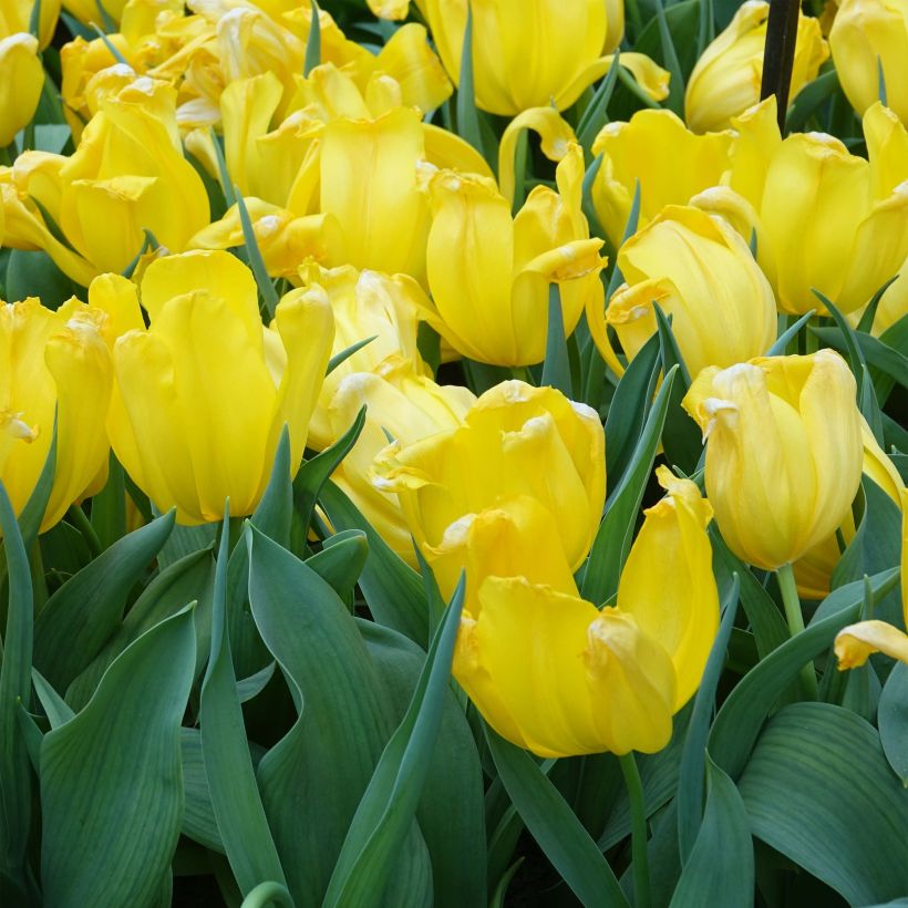 Tulipán Triunfo Shooting Star (Porte)
