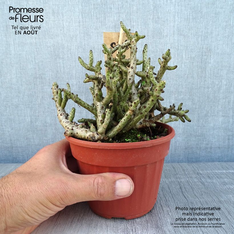 Ejemplar de Tylecodon bucholzianus - Tylecodon Maceta de 12 cm / 13 cm entregado en verano