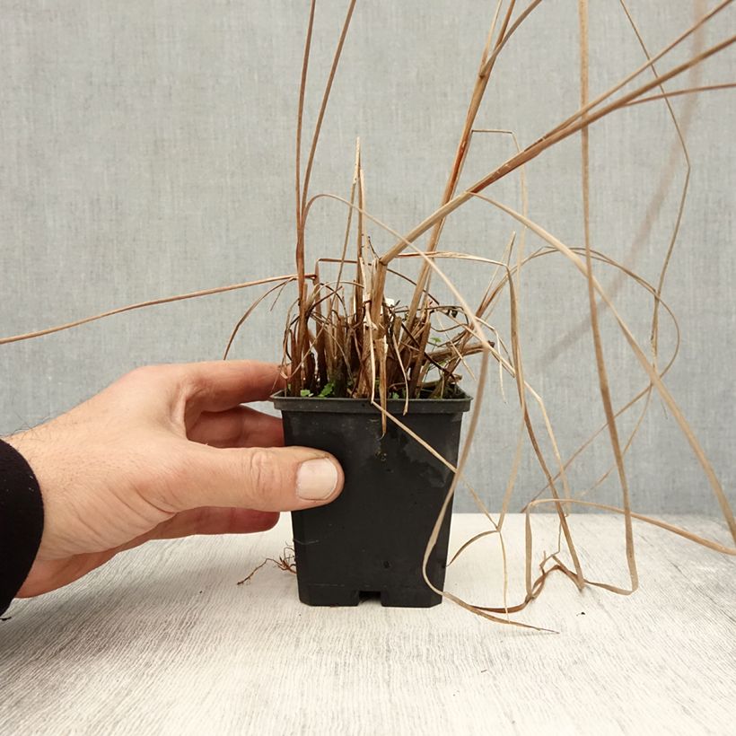 Ejemplar de Typha angustifolia - Espadaña Maceta de 8/9 cm entregado en otoño