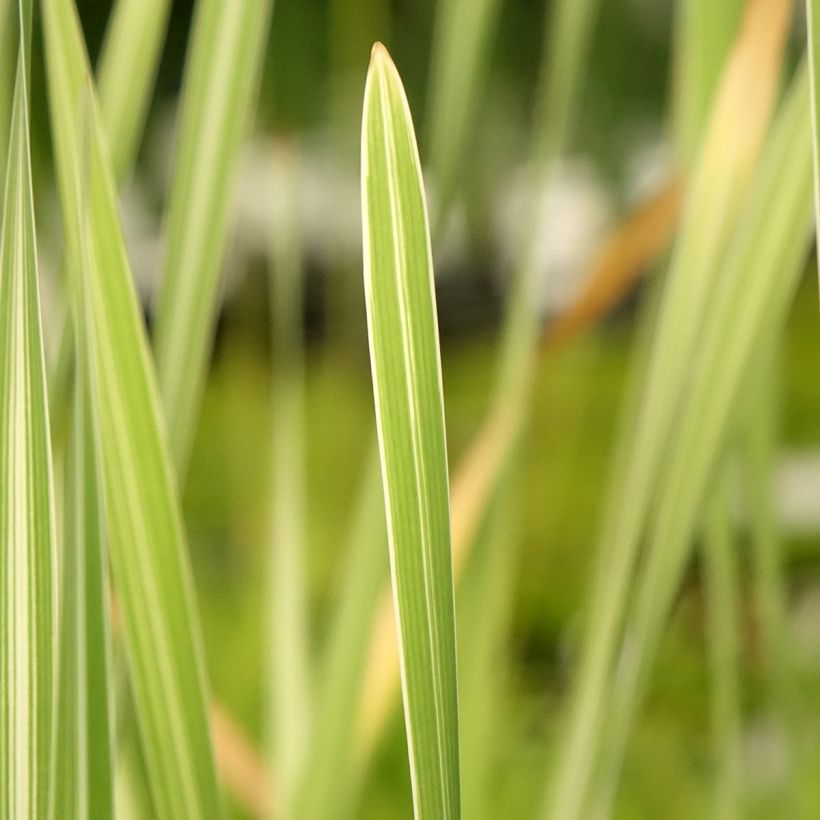 Typha latifolia Variegata - Espadaña (Follaje)