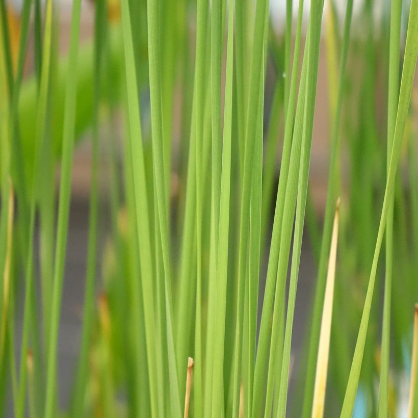 Typha laxmannii (Follaje)